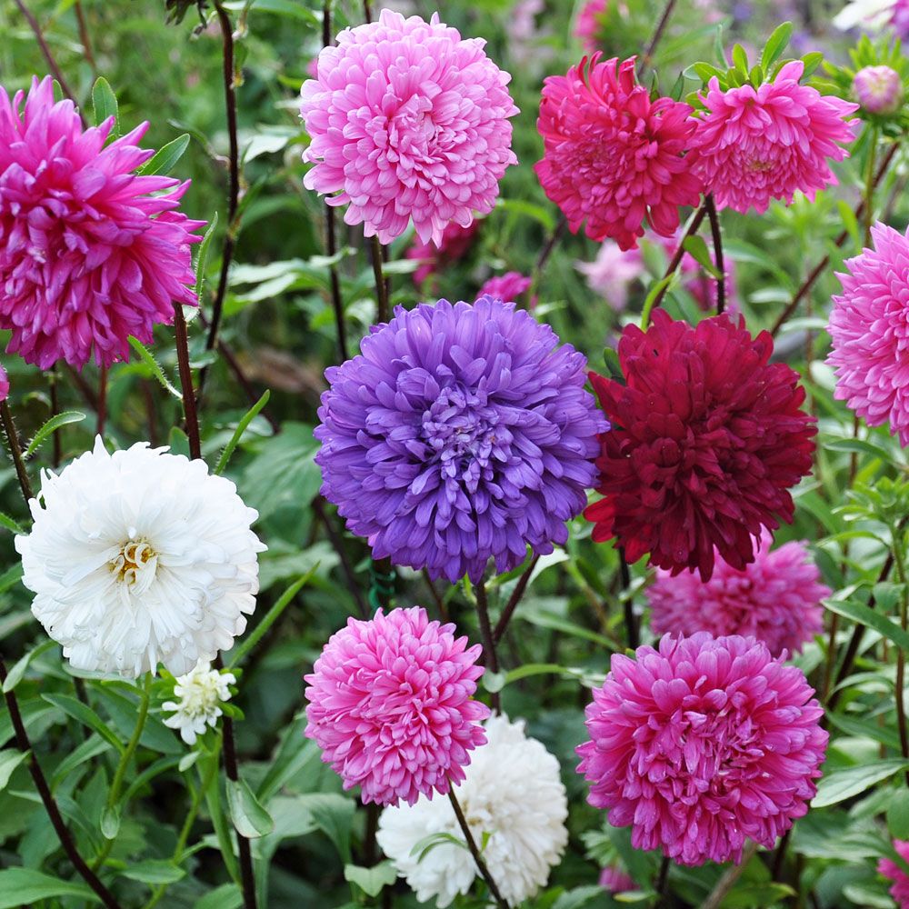 Sommerasters 'Queen of the Market'