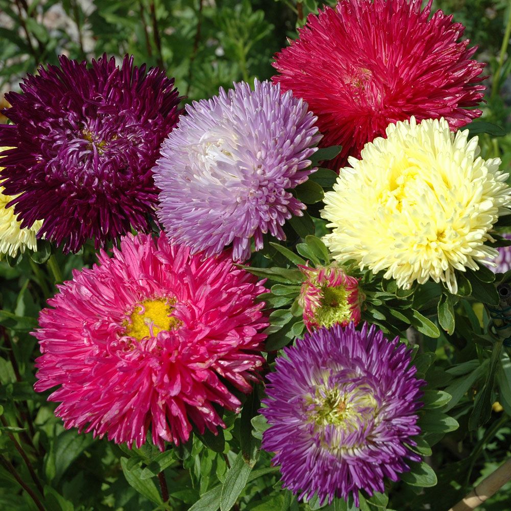 Sommerasters 'Gala' i gruppen Frø / Ettårige blomster hos Impecta Fröhandel (8135)