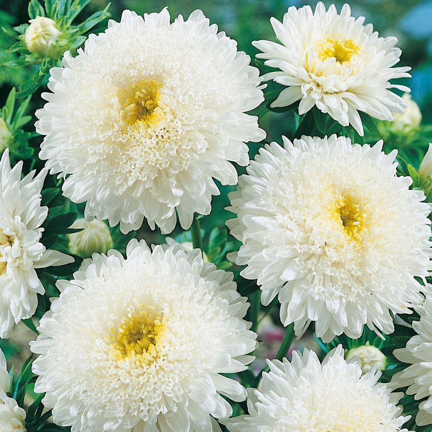 Sommerasters 'Princess White'