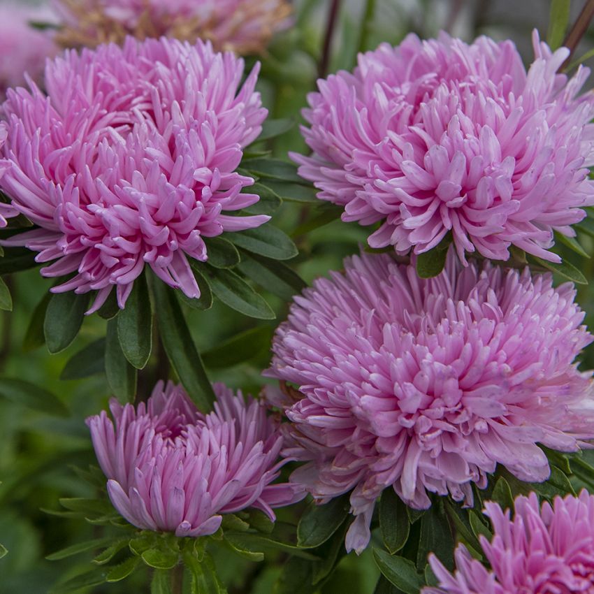 Sommerasters 'Tiger Paw Chinchilla'