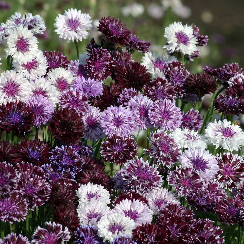 Kornblom 'Classic Magic' i gruppen Frø / Ettårige blomster hos Impecta Fröhandel (8227)