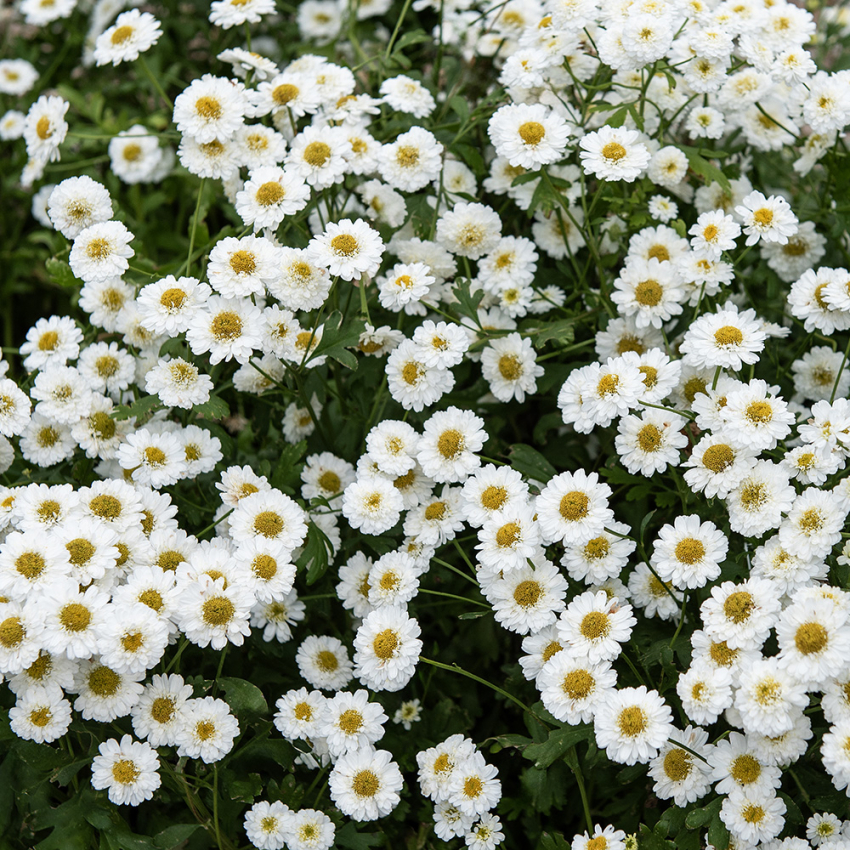 Matrem 'Tetra White Wonder' i gruppen Frø / Ettårige blomster hos Impecta Fröhandel (8258)