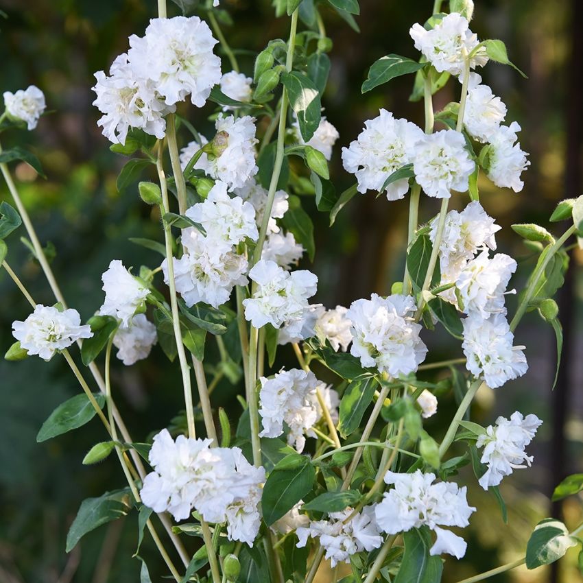 Hageklarkia 'Albatross'