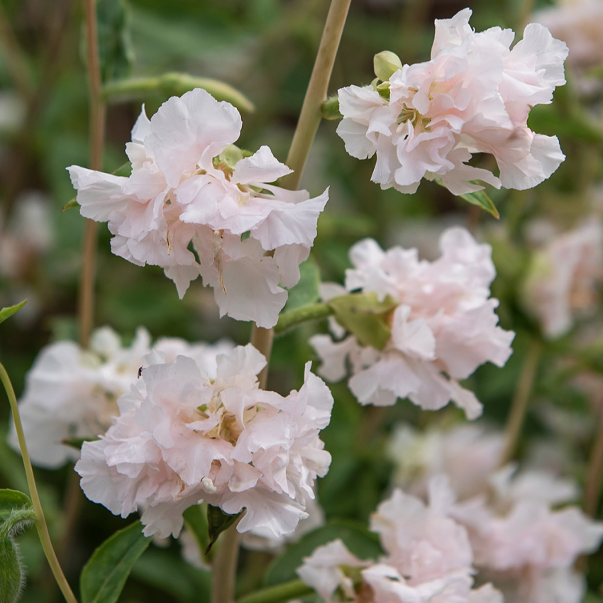 Hageklarkia 'Appleblossom'