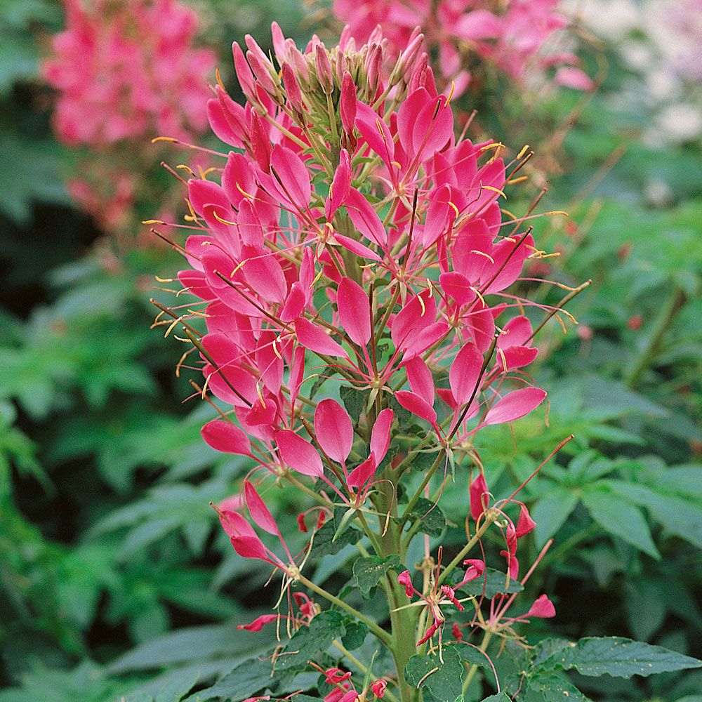 Edderkoppblomst 'Cherry Queen'