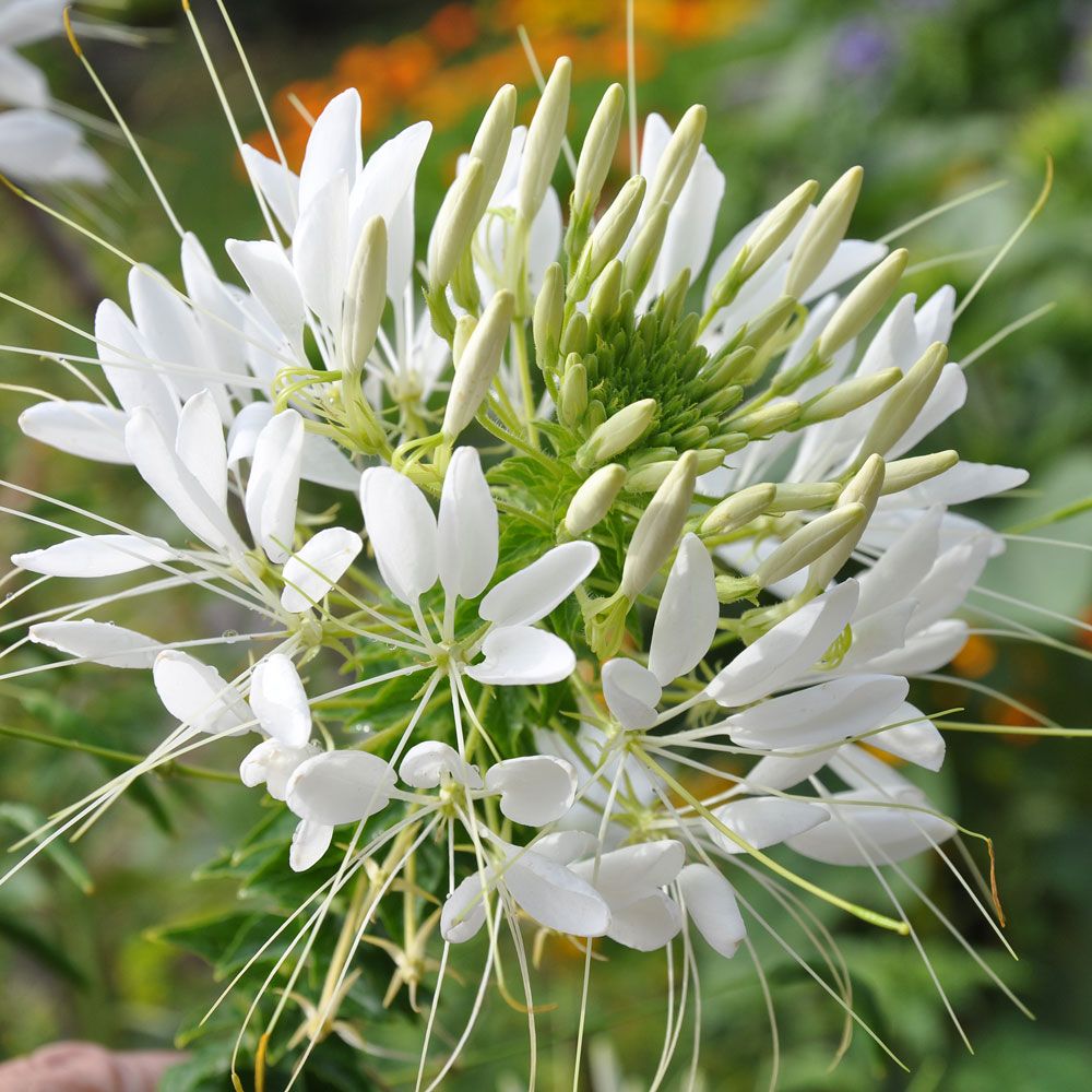 Edderkoppblomst 'White Queen'