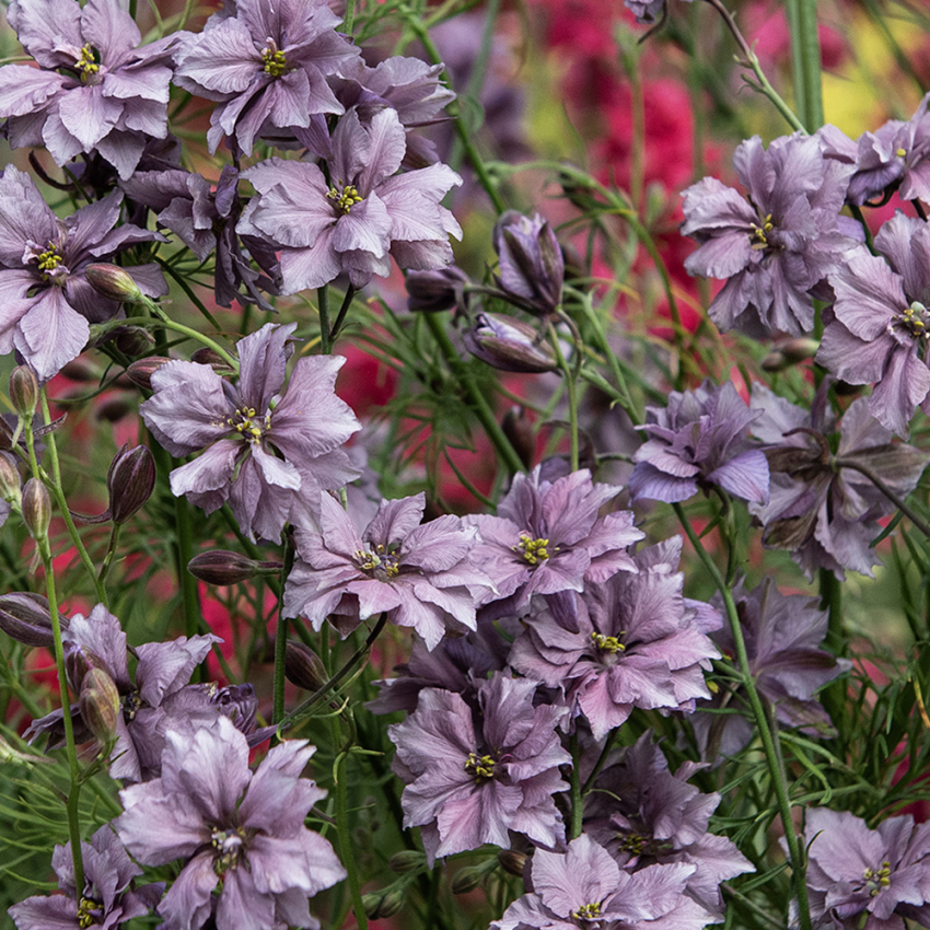 Romersk ridderspore 'Misty Lavender'