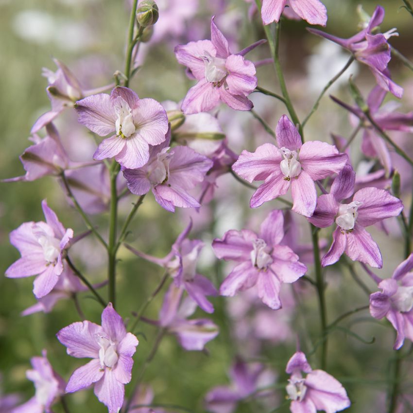 Hyasintridderspore 'Fancy Belladonna'