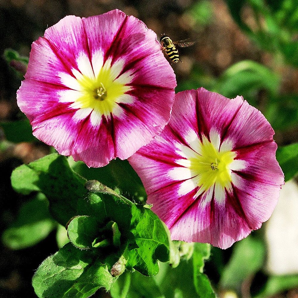 Trikolorvindel 'Red Ensign'