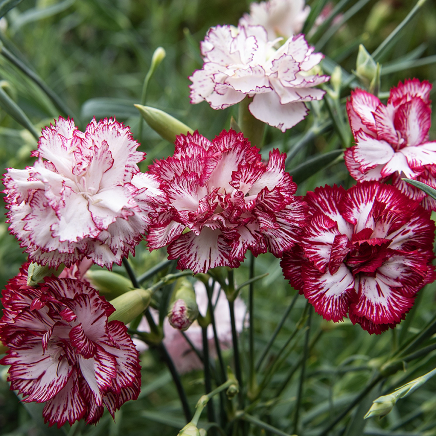 Hagenellik 'Chabaud Benigna' i gruppen Frø / Ettårige blomster hos Impecta Fröhandel (8339)