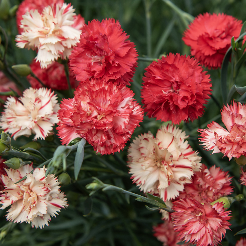 Hagenellik 'Chabaud Avranchin'  i gruppen Frø / Ettårige blomster hos Impecta Fröhandel (8343)