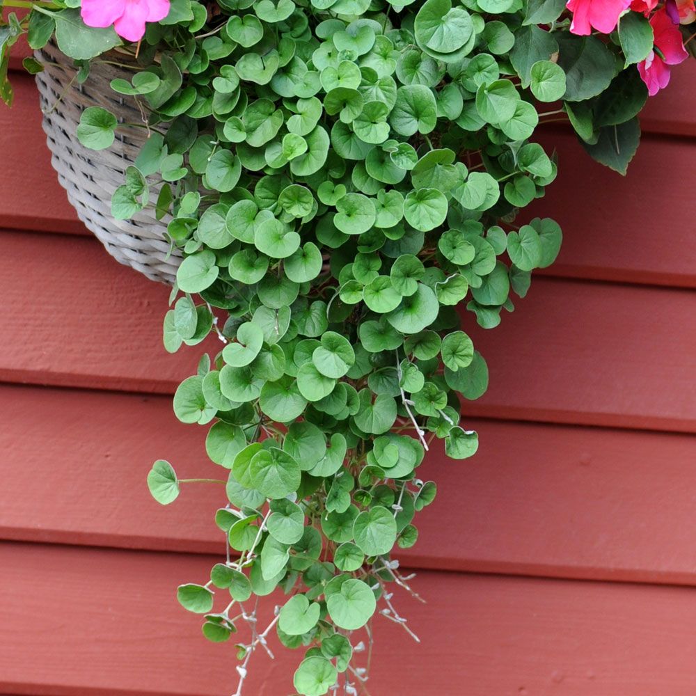 Dichondra 'Emerald Falls'