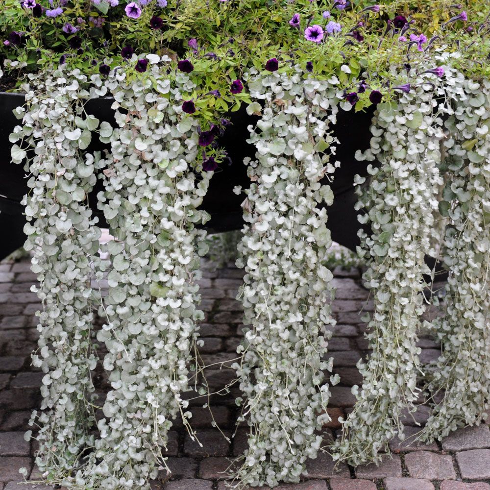 Dichondra 'Silver Falls'