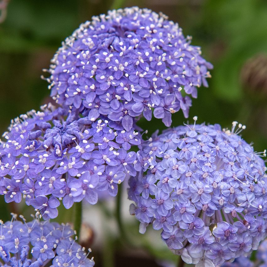 Blå kniplingsblomst 'Lace Blue'm Store, sarte paraplylignende blomsterskærme i lys lavendelblå.