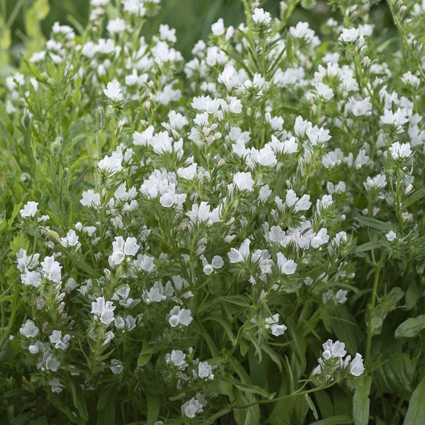 Hageormehode 'White Bedder'