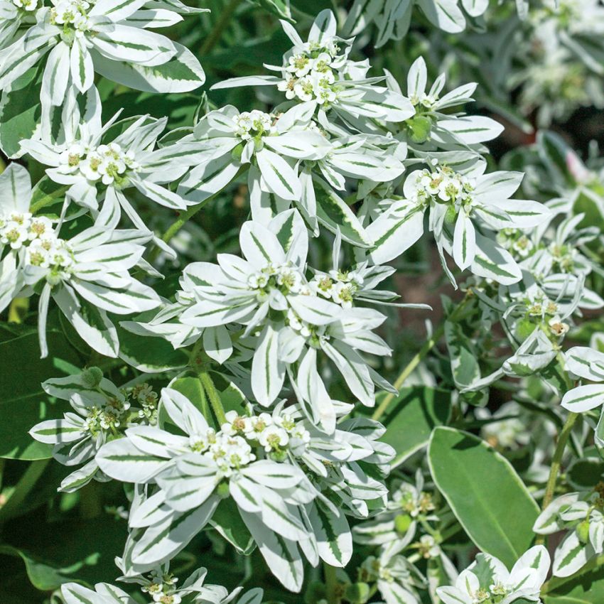 Euphorbia marginata 'Kilimanjaro'