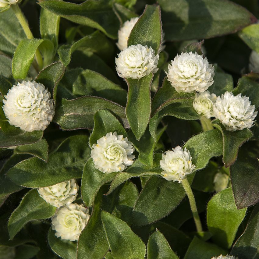 Kuleamarant 'Gnome White'