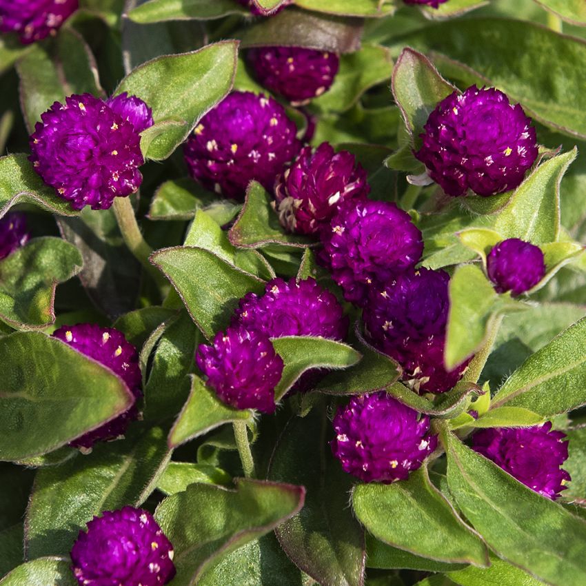 Kuleamarant 'Gnome Purple'