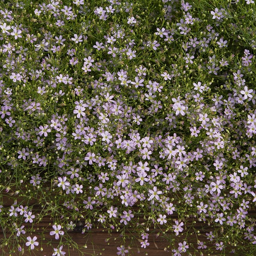 Brudeslør 'Pink Sugardot'