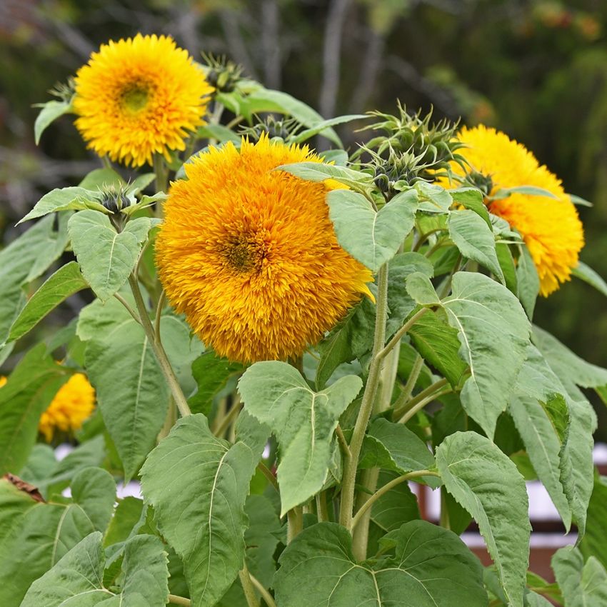 Fylt solsikke 'Double Sunking'