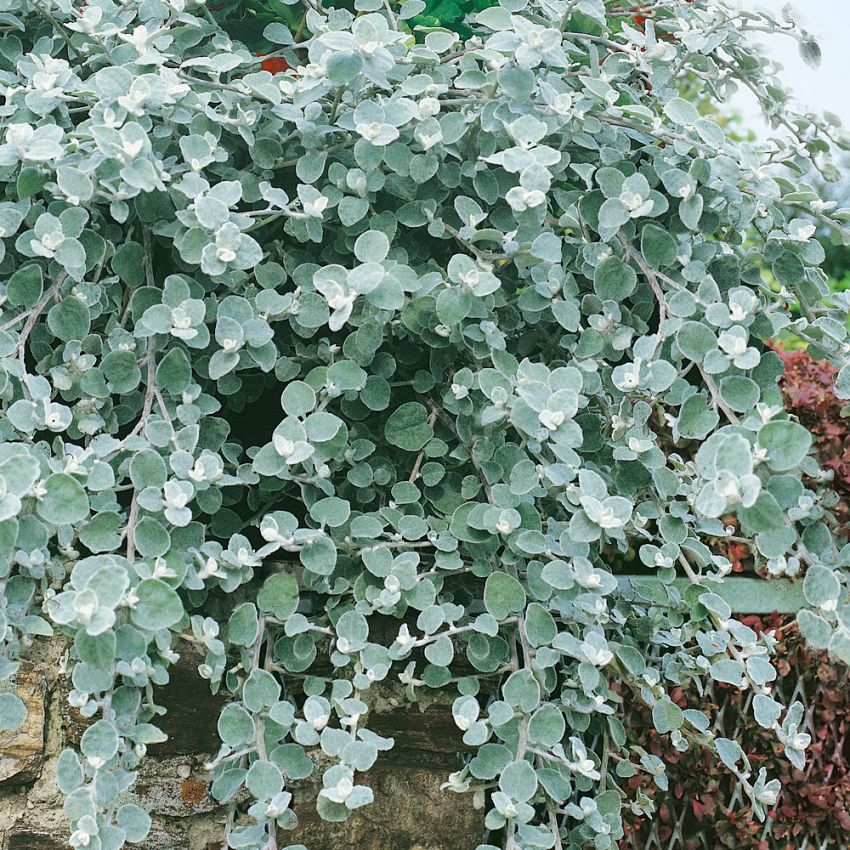 Buskstråblomst 'Silver Mist'