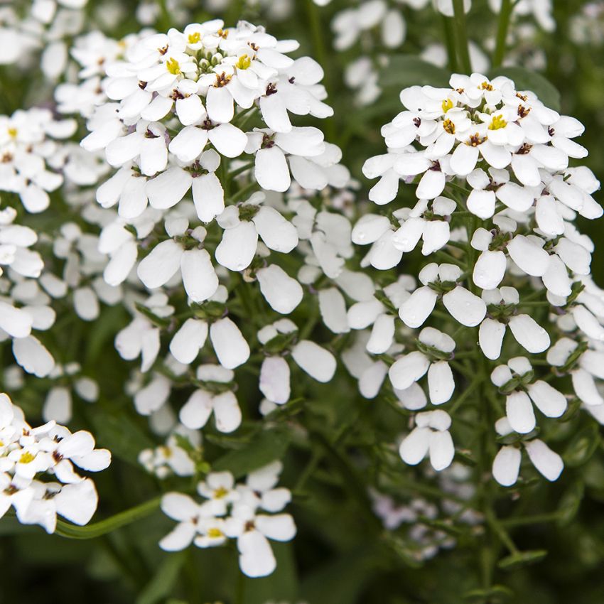 Prydsløyfe 'White Pinnacle'