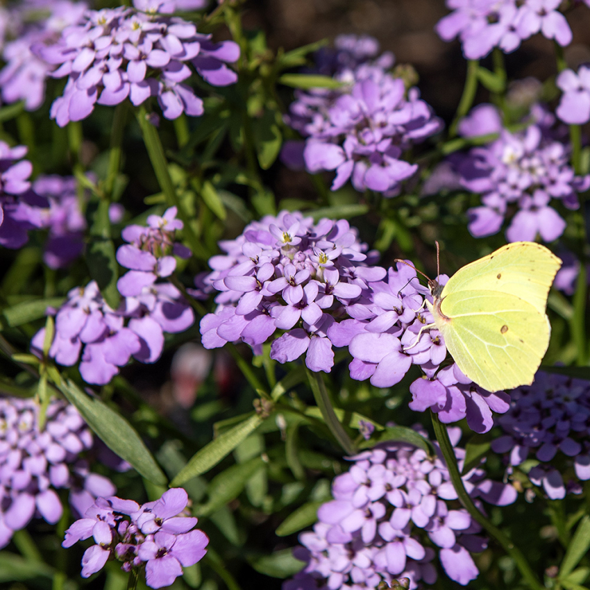 Skjermsløyfe 'Lilac'