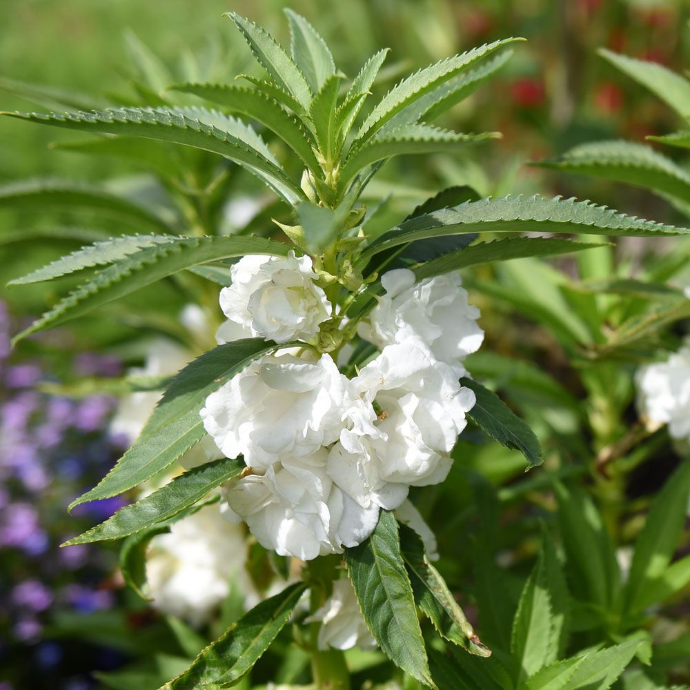 Lisespringfrø 'White'