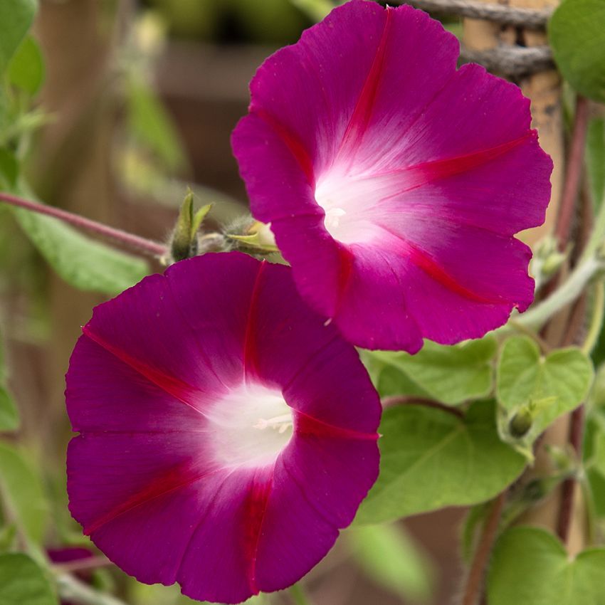 Purpurpraktvindel 'Crimson Rambler'