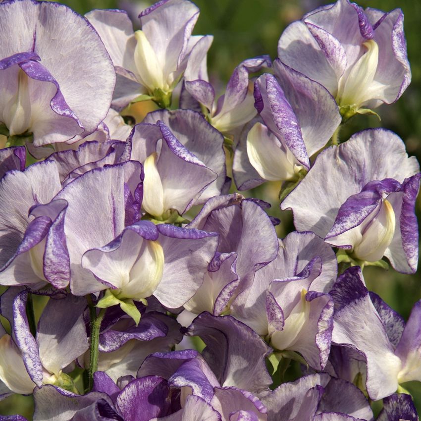 Ærteblomst 'Spencer Nimbus', Store, velduftende, blomster med tofarvede kronblade i hvid og blåviolet.