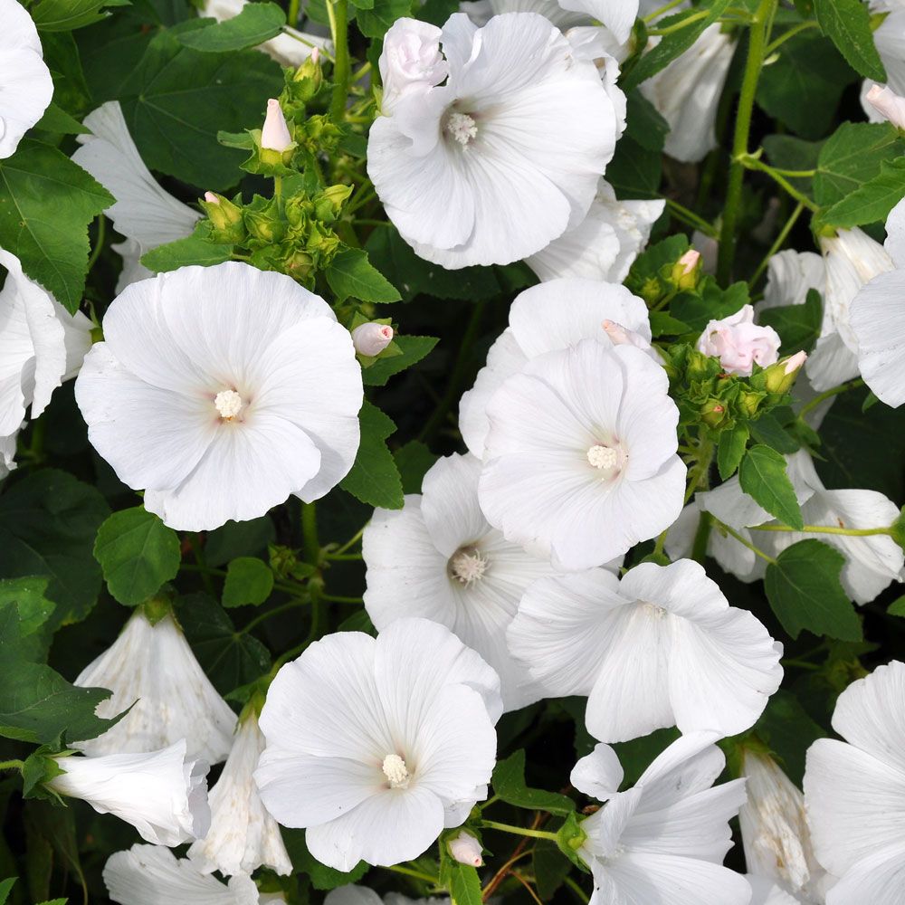 Sommerpoppelrose 'Mont Blanc'