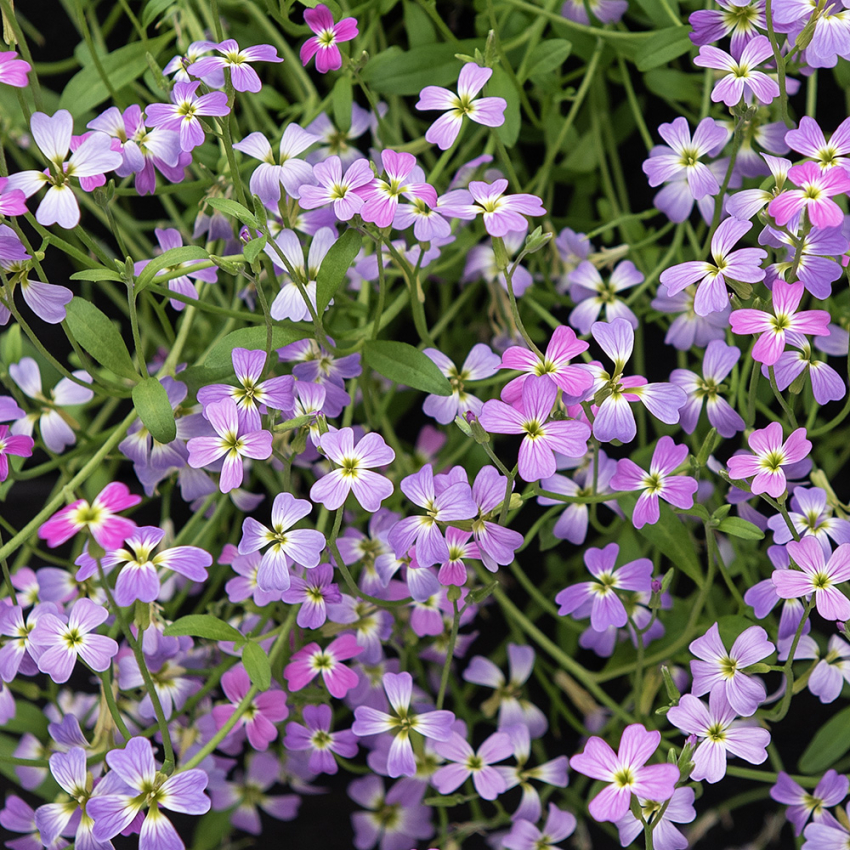 Strandlevkøy 'Spring Sparkle'