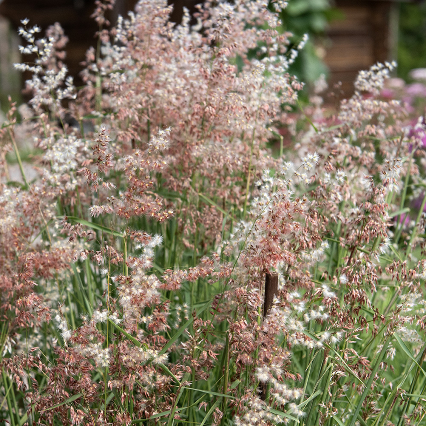 Melinis 'Silver Queen'