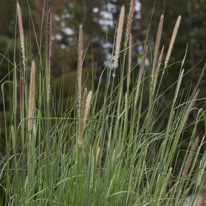 Flaskekostgress 'Tail Feathers'