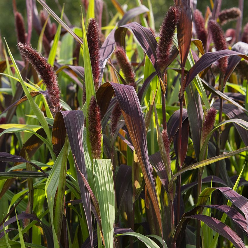 Storbusthirse 'Red Jewel'