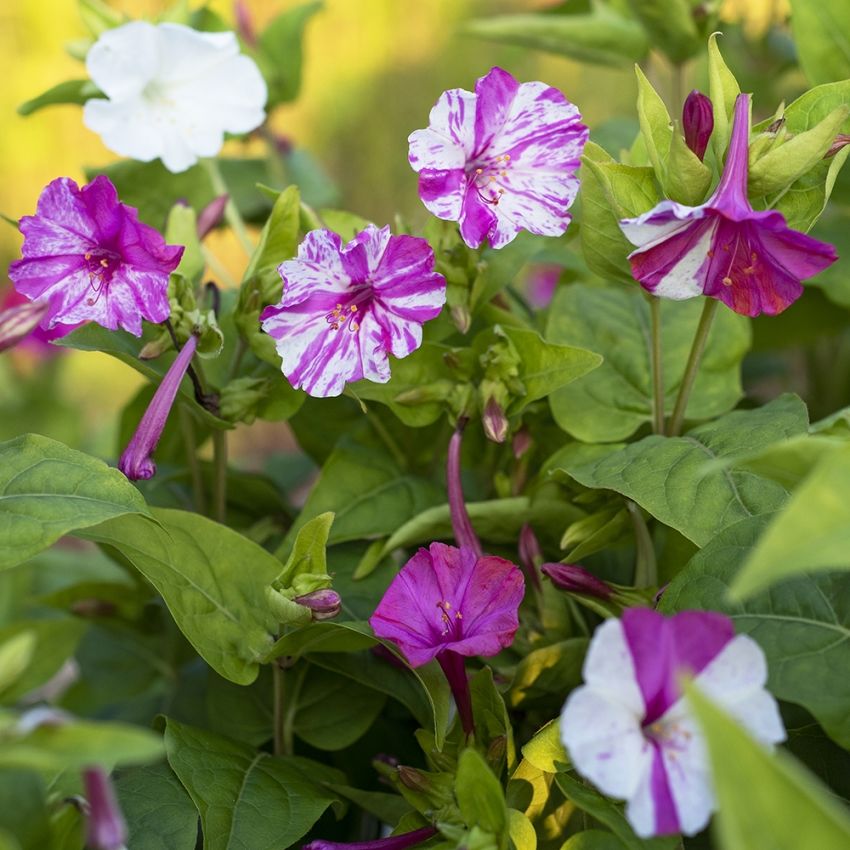 Mirakelblomst 'Marbles White-Red'