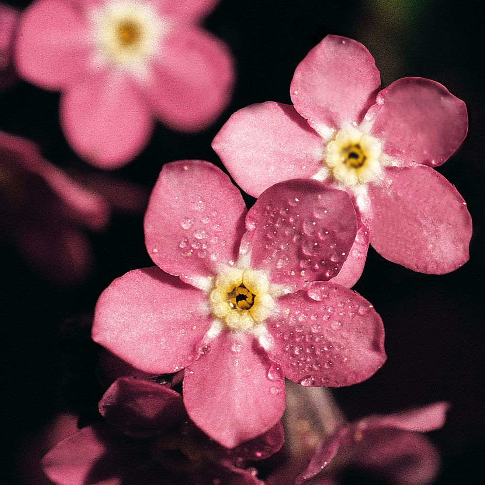 Skogforglemmegei 'Rosylva'