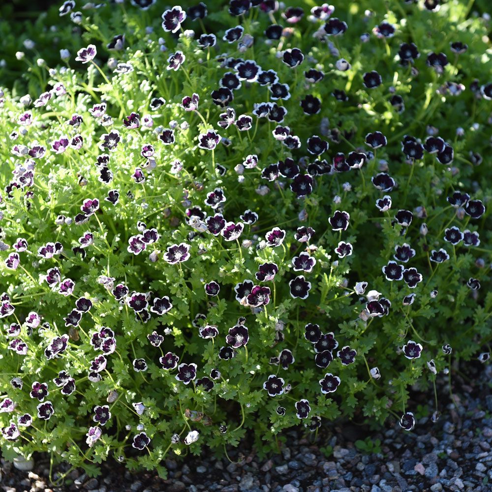 Barneøye 'Penny Black'