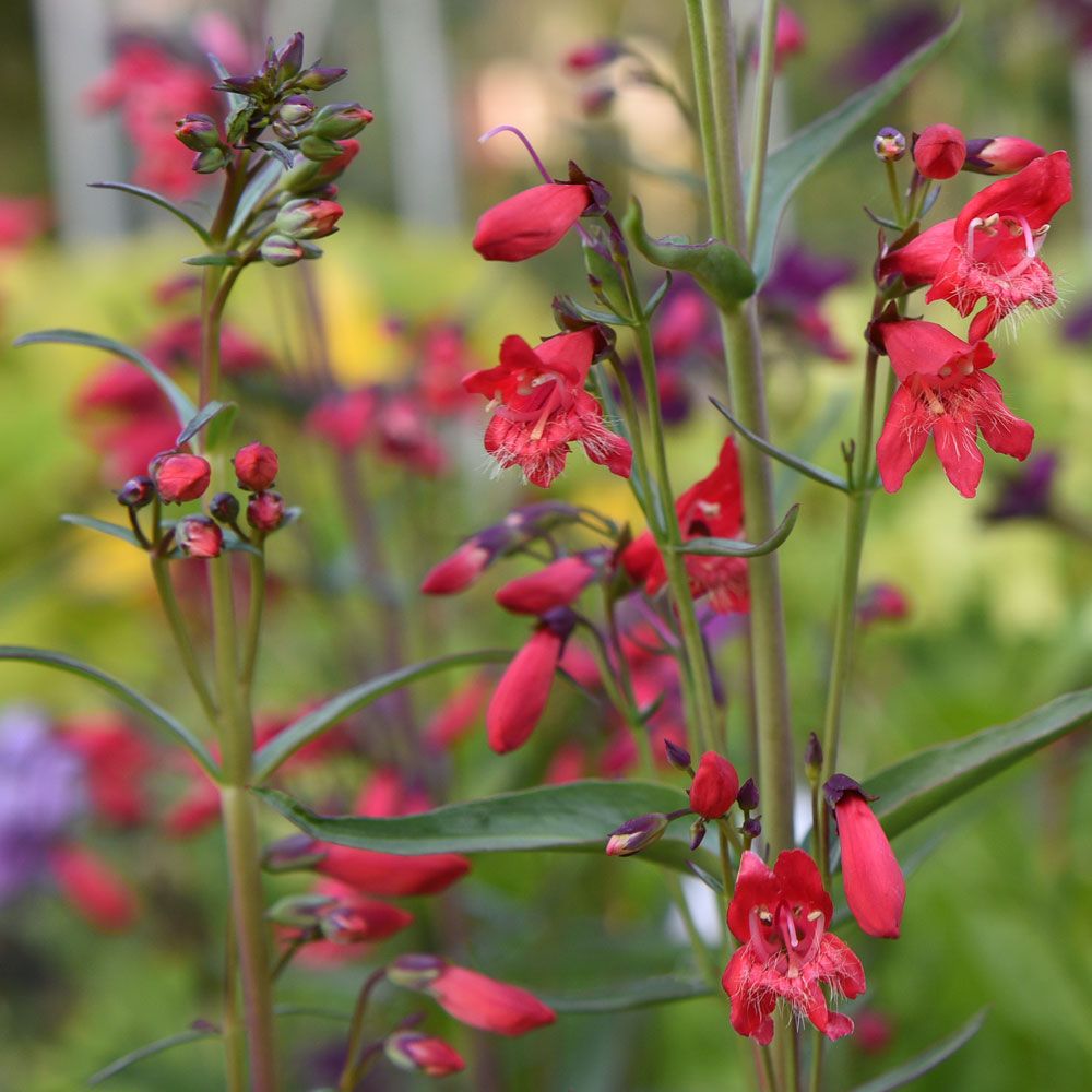 Skjeggrørblomst 'Twizzle Scarlet'