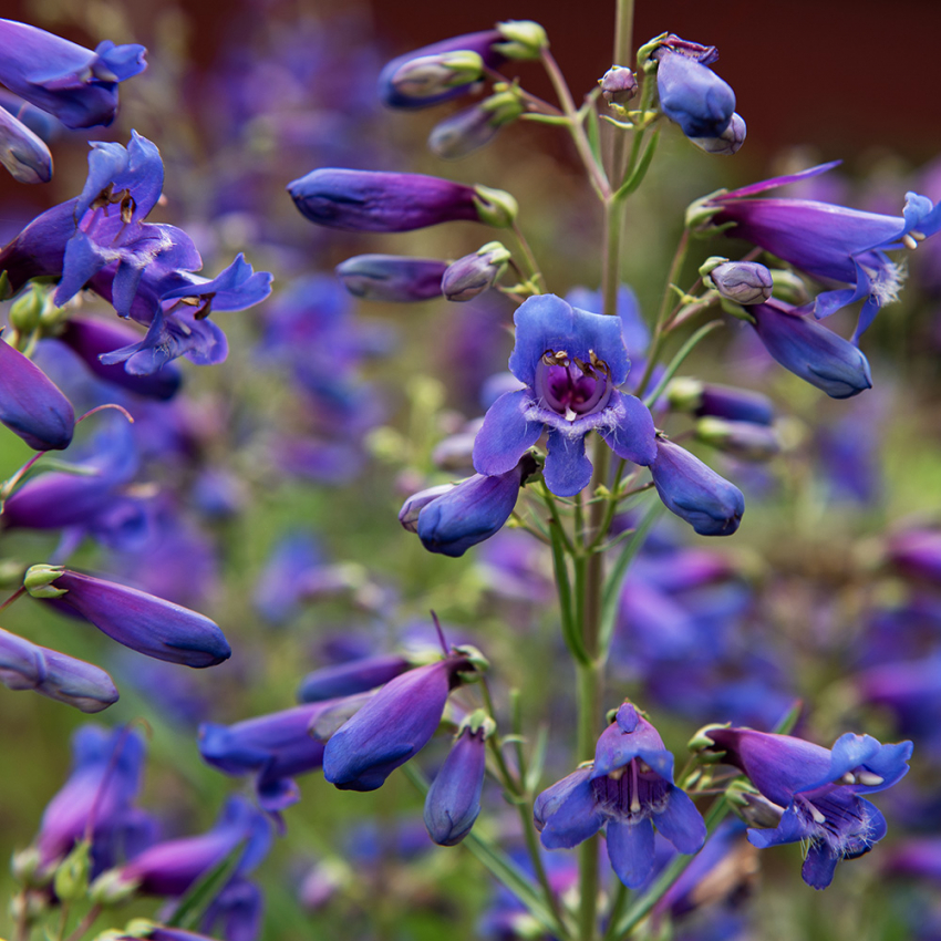 Skjeggrørblomst 'Twizzle Blue'