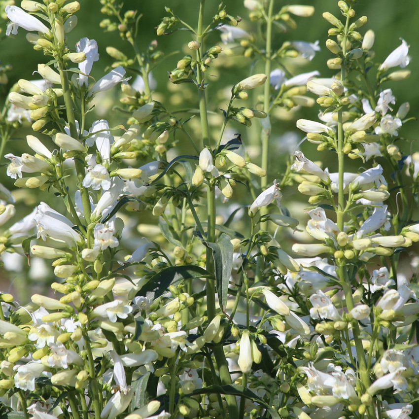 Skjeggrørblomst 'Twizzle White'