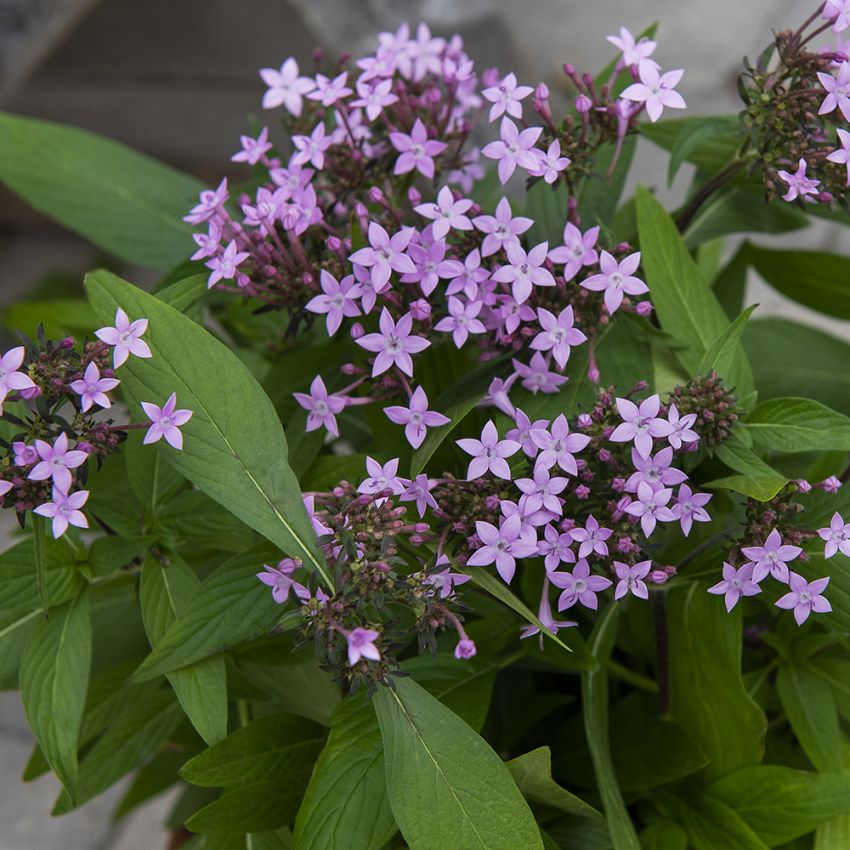 Stjerneblom F1 'Northern Lights Lavender'