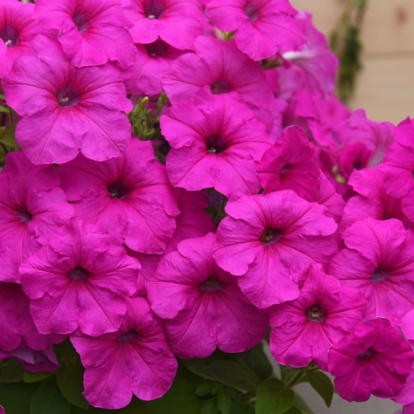 Hengepetunia F1 'Easy Wave Neon Rose'