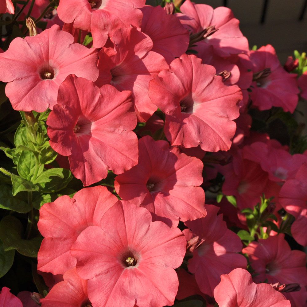 Hengepetunia F1 'Easy Wave Coral Reef'