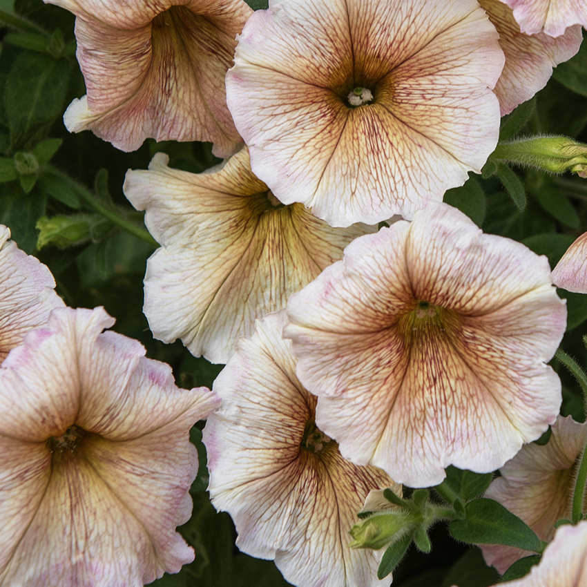 Petunia F1 'Ingrid' i gruppen Frø / Ettårige blomster hos Impecta Fröhandel (86416)