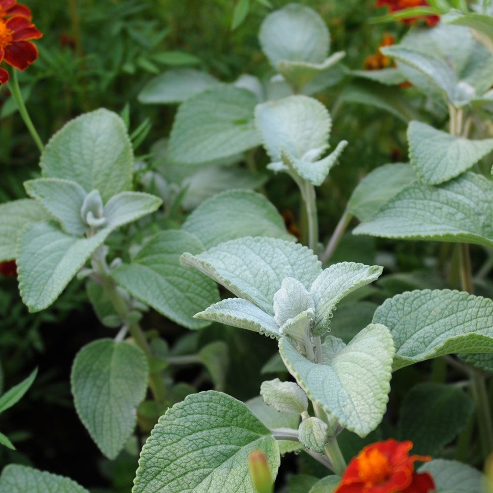 Møllplante 'Silver Shield' i gruppen Frø / Ettårige blomster hos Impecta Fröhandel (86795)