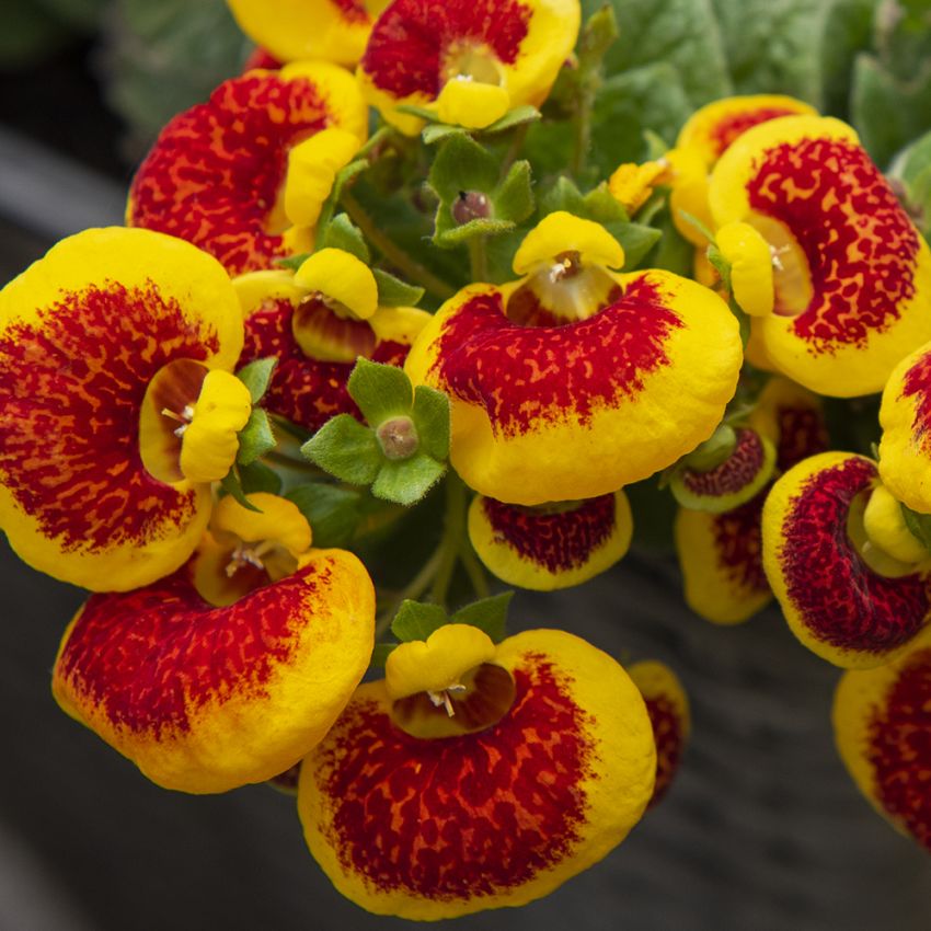 Tøffelblomst F1 'Dainty Red Yellow' i gruppen Frø / Ettårige blomster hos Impecta Fröhandel (86801)