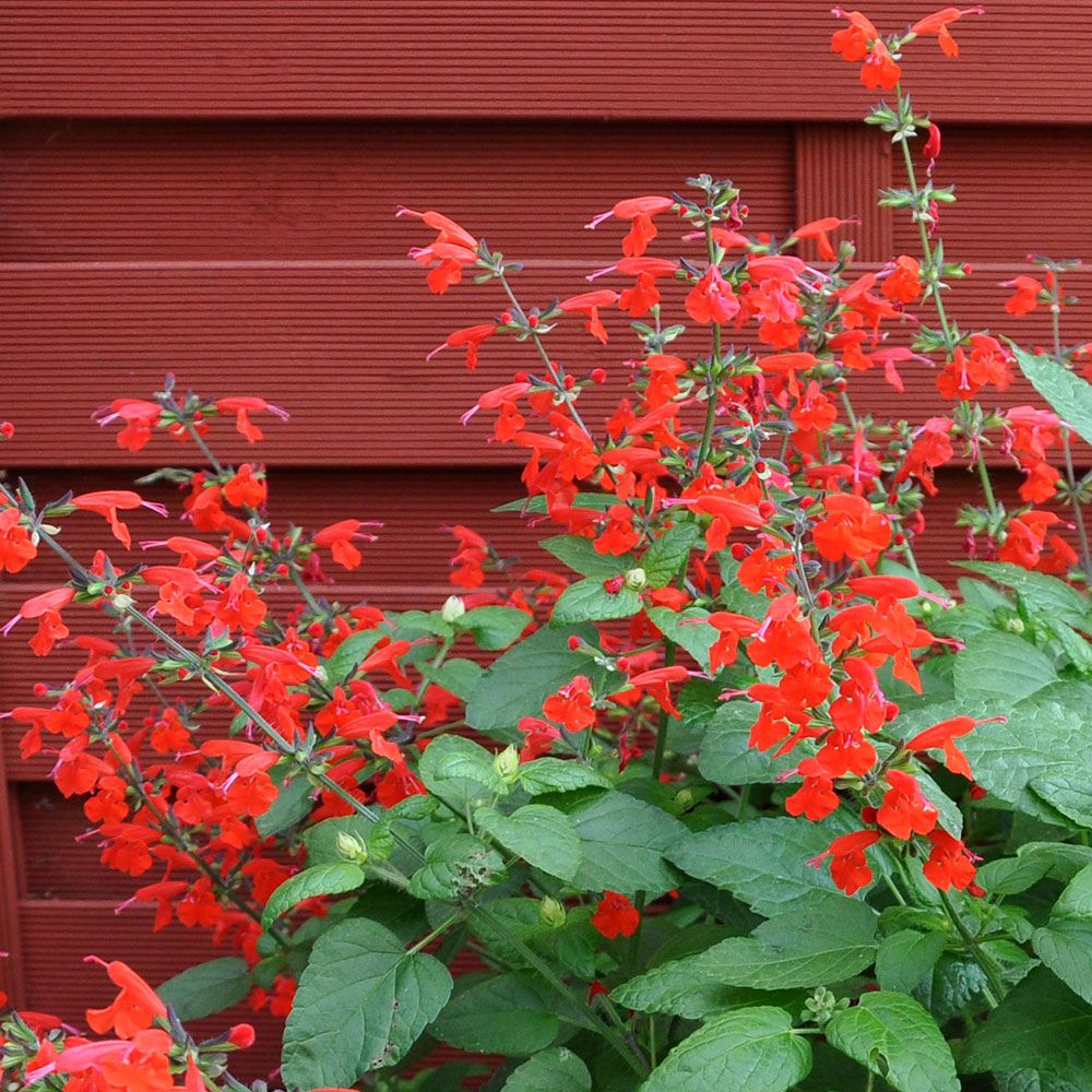 Rødsalvie 'Summer Jewel Red'