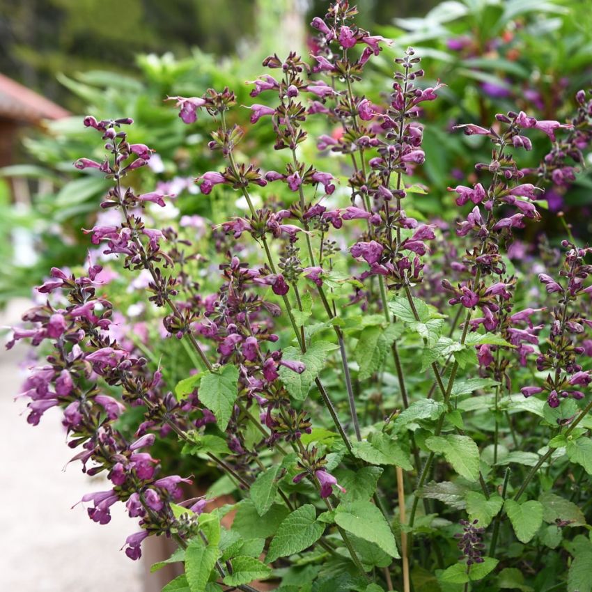 Rødsalvie 'Summer Jewel Lavender'