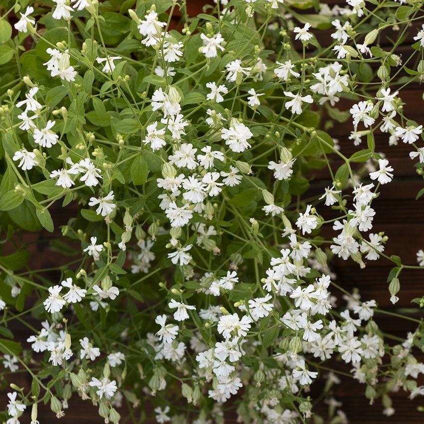 Hengesmelle 'Sibella White'